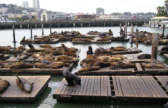 Nap Time at the Pier